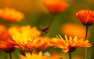 selective photography of honeybee near orange petaled flowers