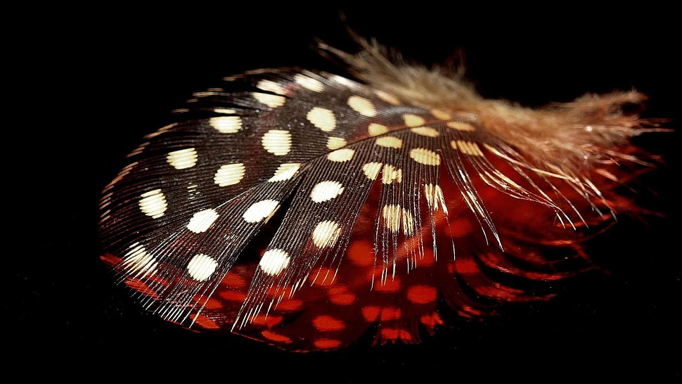 macro photography black, red, and white feather HD wallpaper