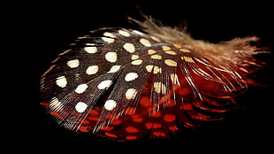 macro photography black, red, and white feather