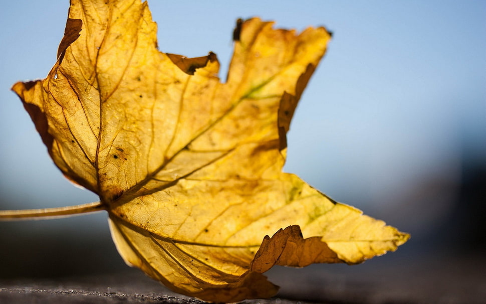 brown withered maple left HD wallpaper