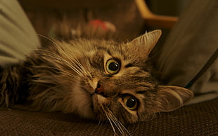shallow focus photography of gray and white tabby cat