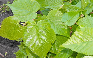 closeup photography green leaf plant
