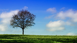 brown leafless tree on green field