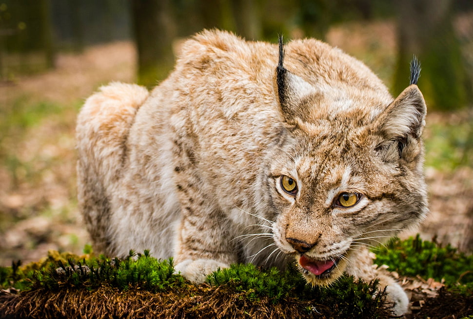 gray cat outdoor HD wallpaper