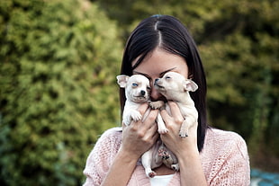 woman holding two chihuahua puppies