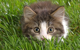 gray and white short-fur kitten on grass field