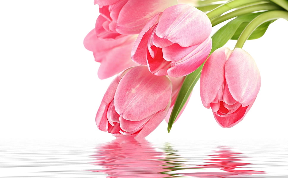 pink Tulip flowers in water HD wallpaper