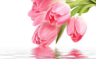 pink Tulip flowers in water
