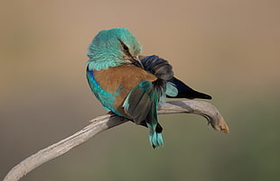 Indian roller bird, animals, nature, birds HD wallpaper