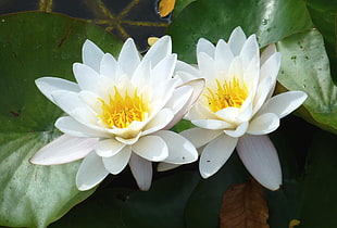 two white-and-yellow petal flowers