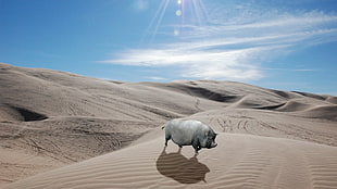 gray boar on desert, pigs, animals, desert, nature