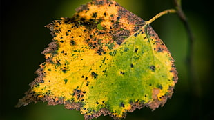 selective focus photography of yellow and green leaf