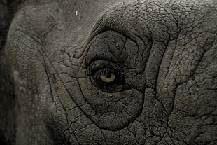 Elephant eye macro photography