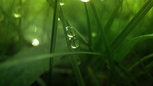 panoramic photo of water drops on leaf