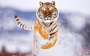 tiger digital wallpaper, tiger, animals, jumping HD wallpaper