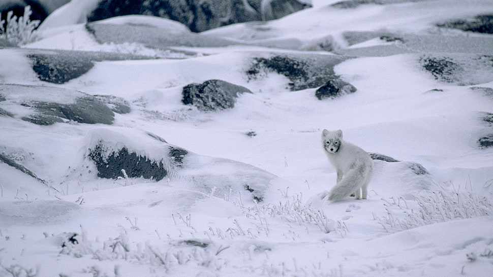 white wolf, nature, winter, snow, animals HD wallpaper