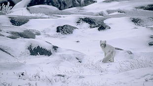 white wolf, nature, winter, snow, animals