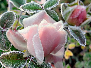 pink Rose flower frozen by snow during daytime