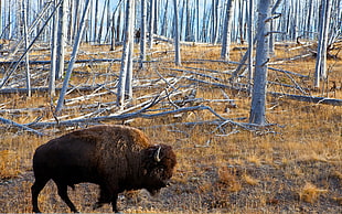 black bison near birch tree at daytime