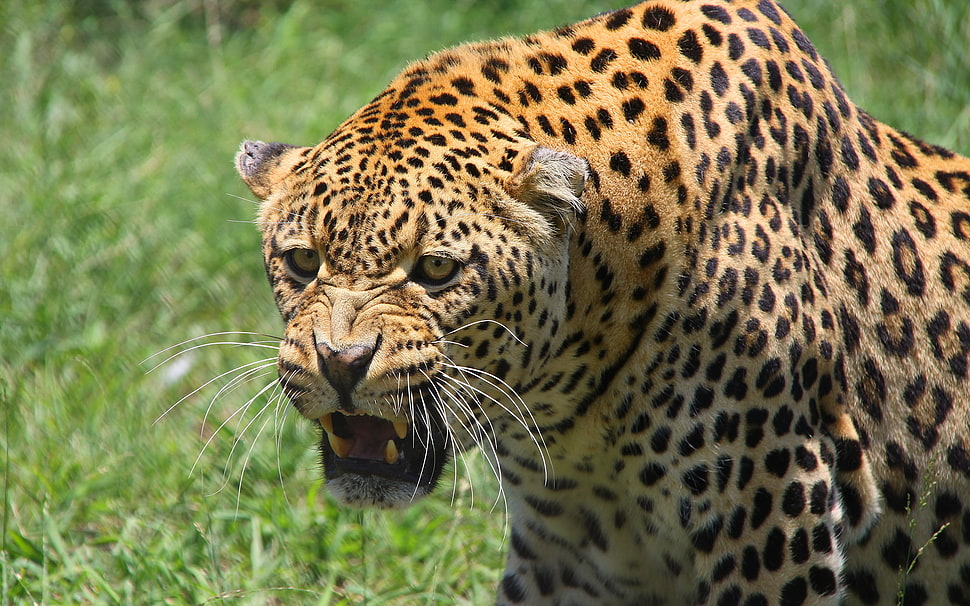 photo of leopard during daytime HD wallpaper