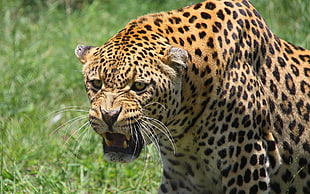 photo of leopard during daytime