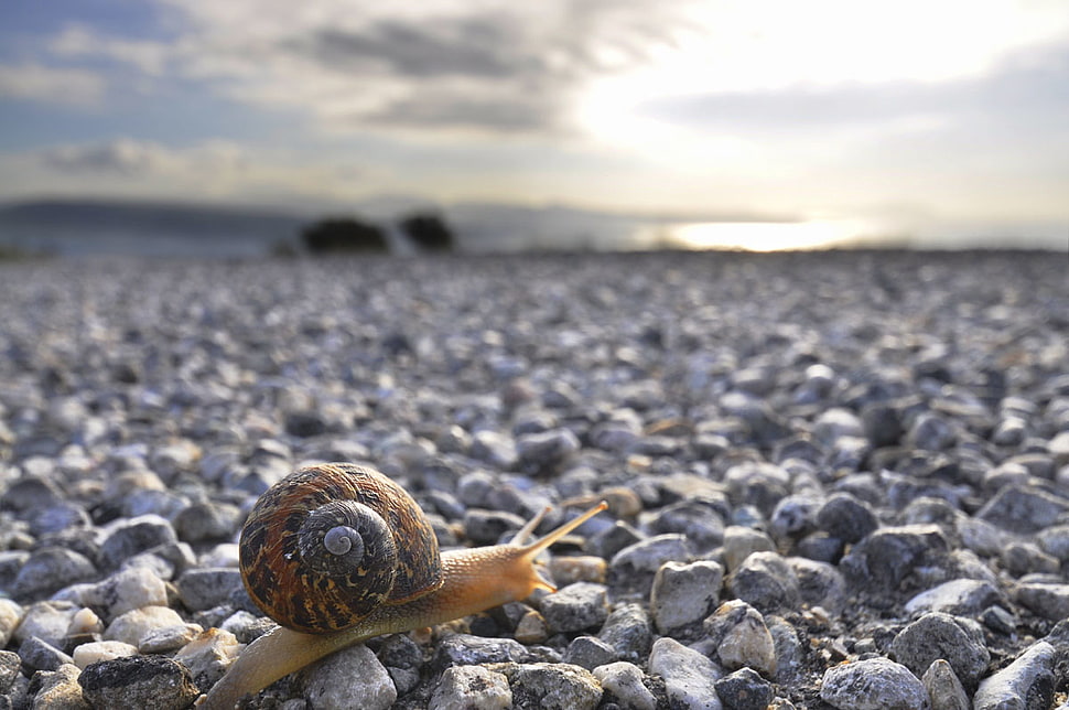 selective focus photography of snail on pebbles at daytime HD wallpaper