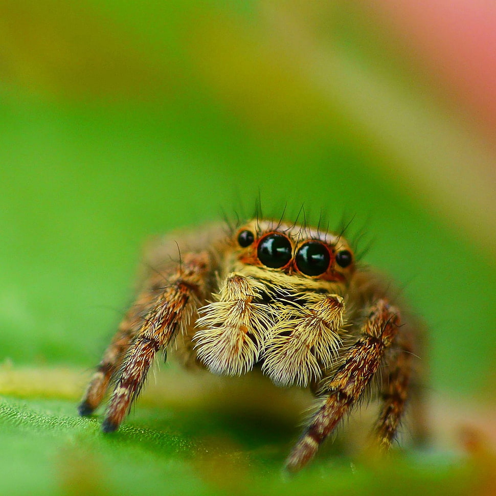 brown spider in closeup photo, jumping spider HD wallpaper