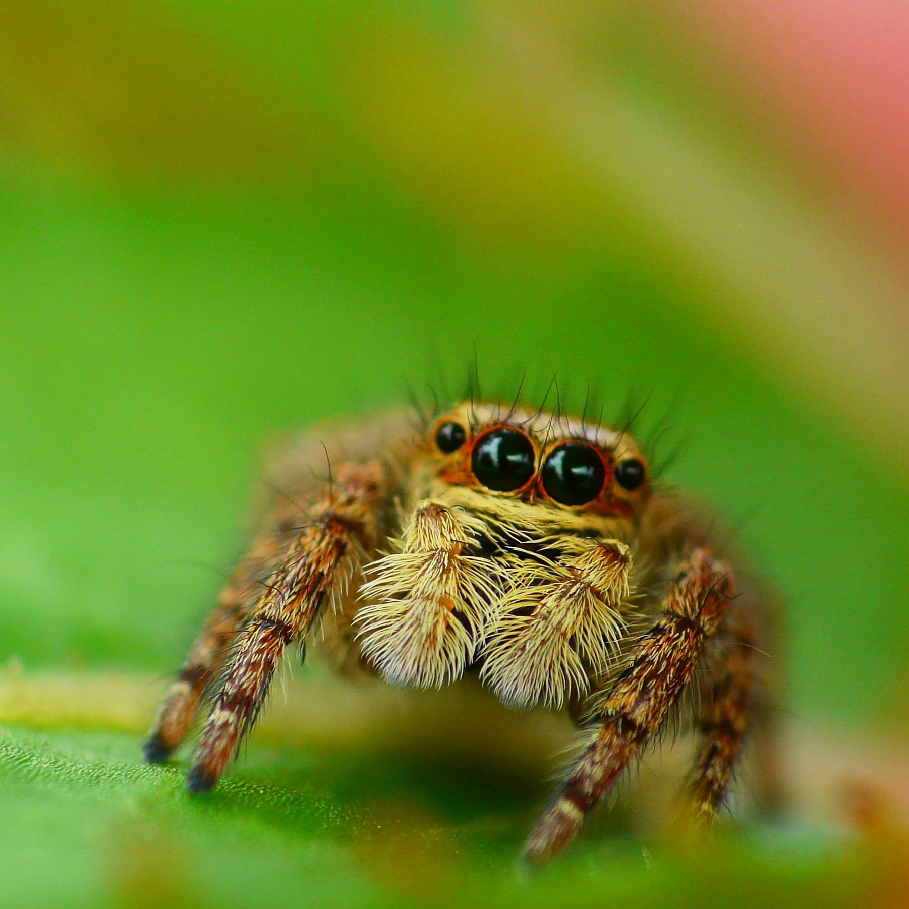 brown spider in closeup photo, jumping spider