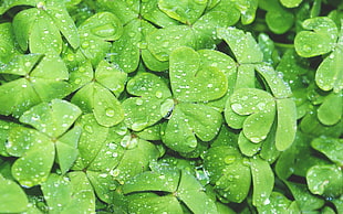 green clover leaf lot wallpaper