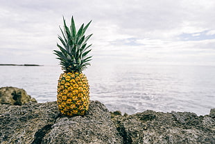 pineapple fruit on gray rock stone near on body of water