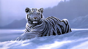 albino tiger photo, animals, tiger, artwork, white tigers HD wallpaper