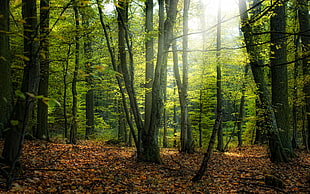 green and brown forest HD wallpaper