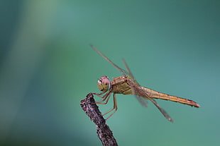 selective focus photography of brown Dragonfly