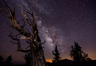 silhouette of trees under milky way galaxy, nature, landscape, trees, hills