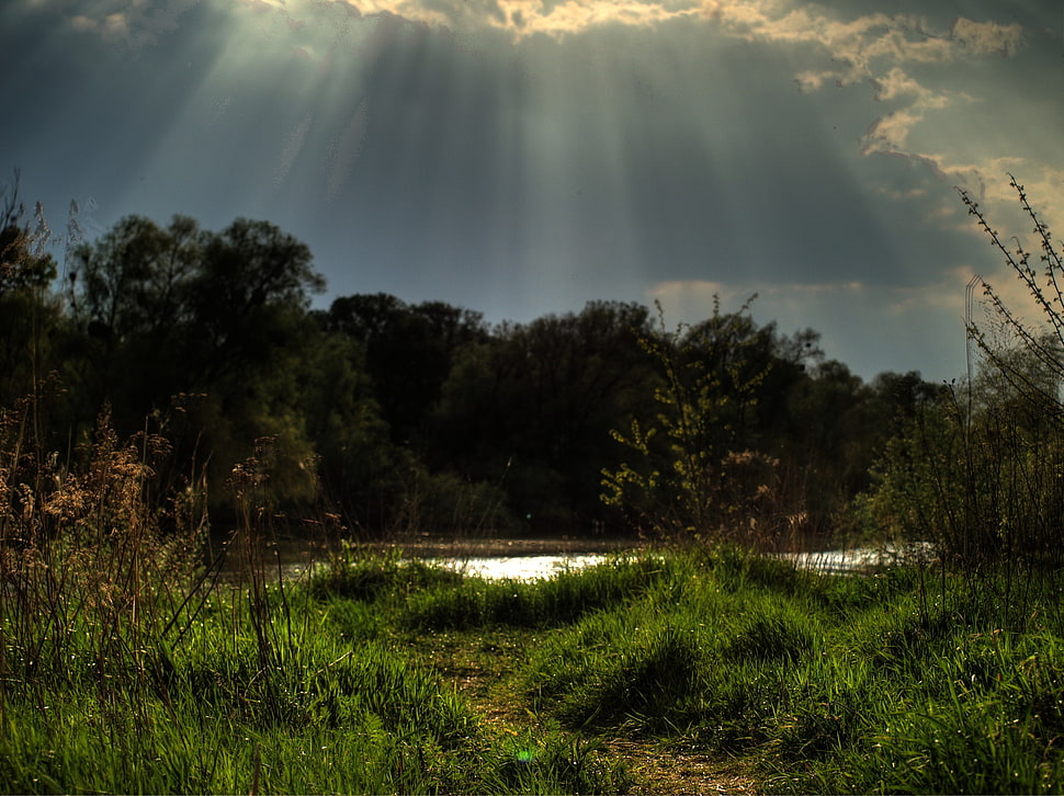 green grass, forest, HDR, nature, sun rays HD wallpaper
