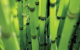 green plants, plants, bamboo HD wallpaper