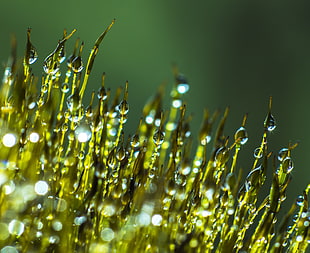 macro photography of water droplets on green linear leaves