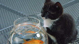 tuxedo kitten, animals, goldfish, fishbowls, cat