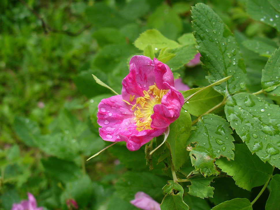 Rose,  Flower,  Green,  Drop HD wallpaper