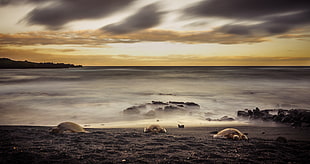 grayscale photography of three turtles on seashore HD wallpaper
