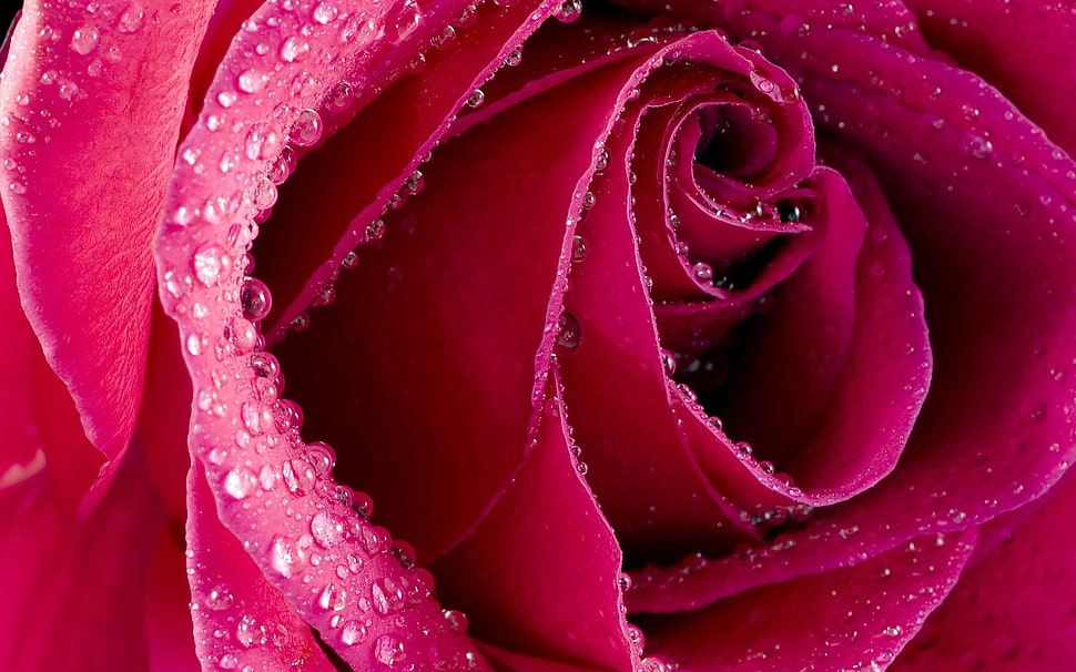 close-up photo of pink rose HD wallpaper