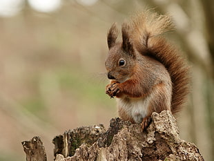 tilt shift lens of brown squirrel