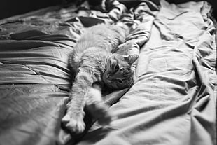 grayscale photography of cat on bed