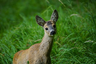 shallow depth of field photo of reindeer standing at green grass