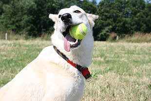 Kintamani dog biting tennis ball HD wallpaper