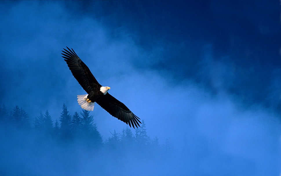 black and white feather pendant, bald eagle, icon HD wallpaper