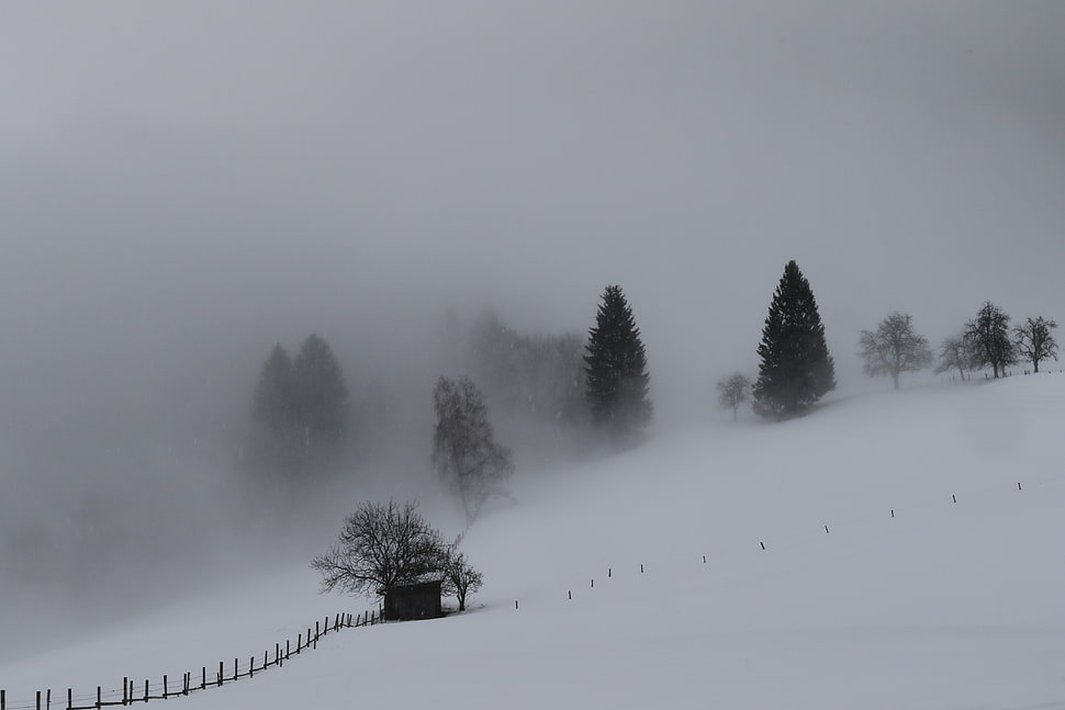 pine trees on top of snow HD wallpaper