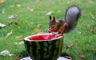squirrel on watermelon