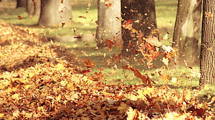dry leaves during day time HD wallpaper
