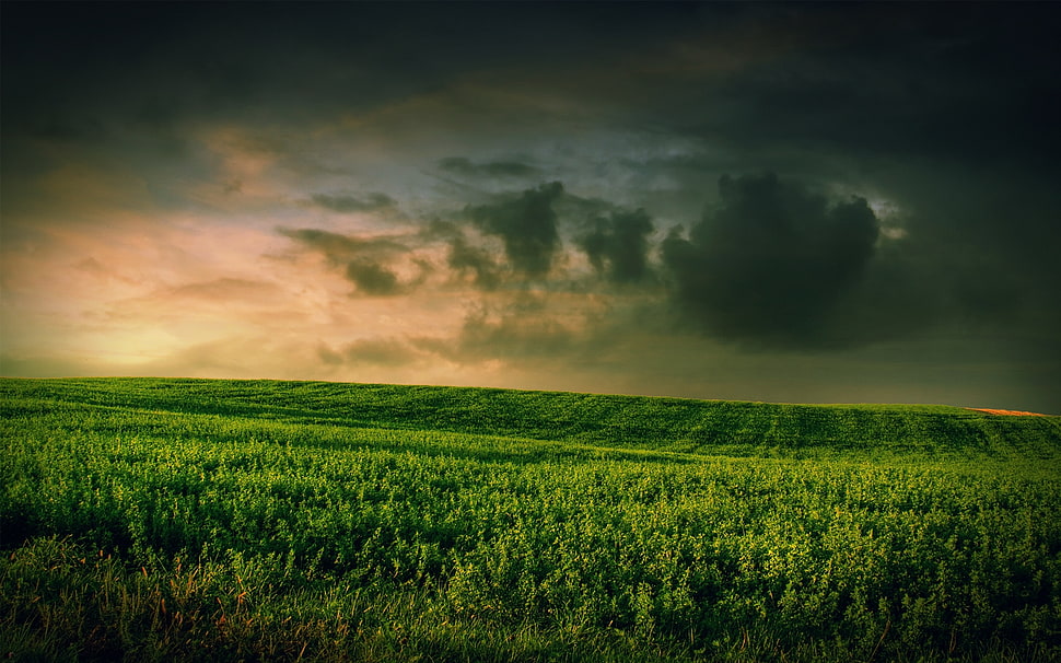 green grass field under gray sky HD wallpaper